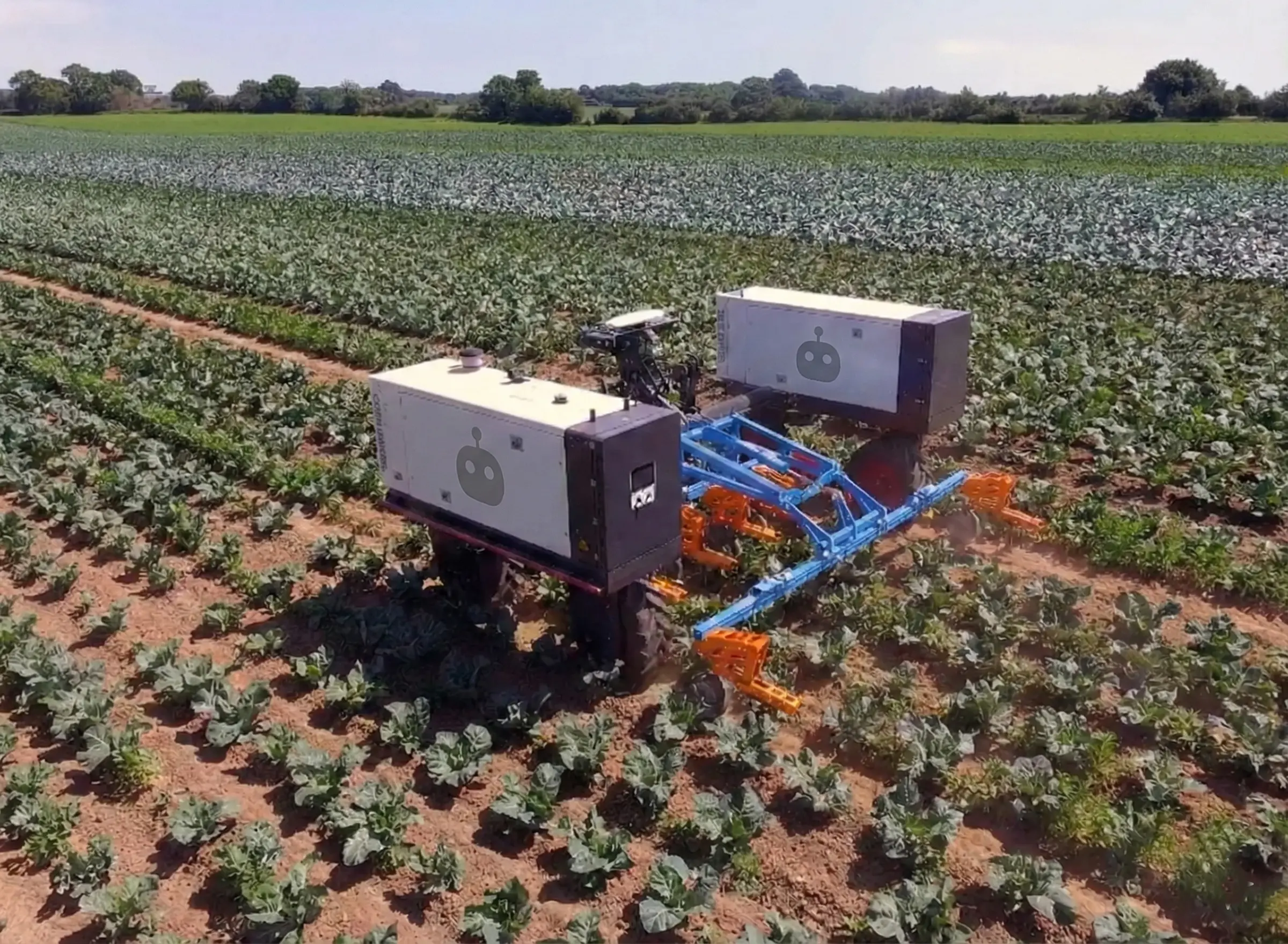 Droid drone navigating between orchard rows on a terraced hillside